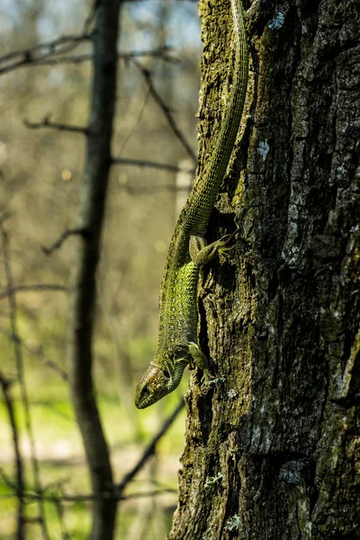 Lagarto bonito sentado em uma árvore na natureza . — Fotografia de Stock