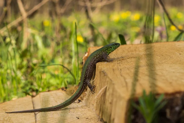 Lagarto bonito sentado em uma árvore na natureza . — Fotografia de Stock