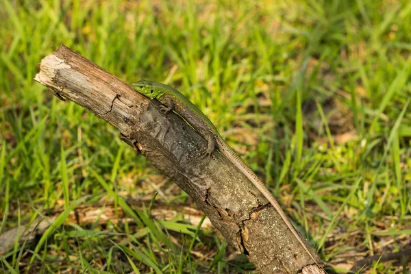 Piękne jaszczurki siedzi na drzewie w środowisku naturalnym. — Zdjęcie stockowe