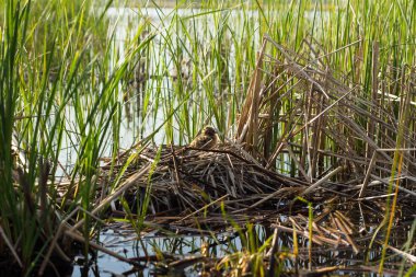 Kuş yuvası doğal ortamlarında. Kuş yuvası doğal ortamlarında.