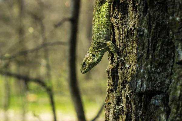 Hermosa lagartija sentada en un árbol en la naturaleza . — Foto de Stock