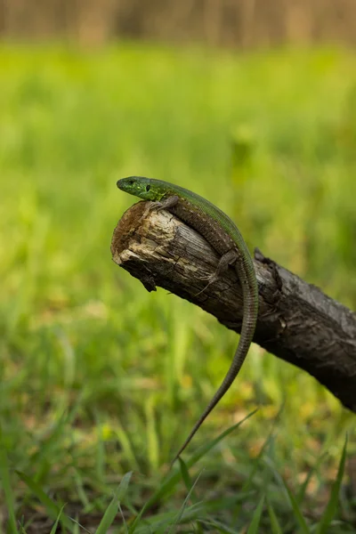 Lagarto bonito sentado em uma árvore na natureza . — Fotografia de Stock