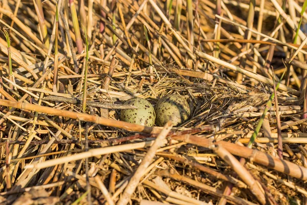 Vogelnest im natürlichen Habitat.Vogelnest im natürlichen Habitat. — Stockfoto