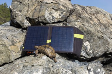 Güneşli bir günde bir güneş paneli yanındaki turtle. 