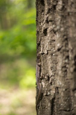 Kertenkele doğada bir ağaçta oturuyor.