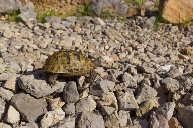 Vahşi bir kayaya güneşli bir günde turtle.