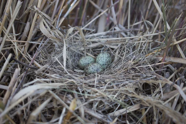 Ninho de pássaros em seu habitat natural na estação da primavera . — Fotografia de Stock