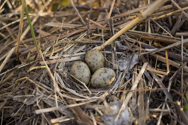 Vogelnest in zijn natuurlijke habitat in het voorjaar. — Stockfoto