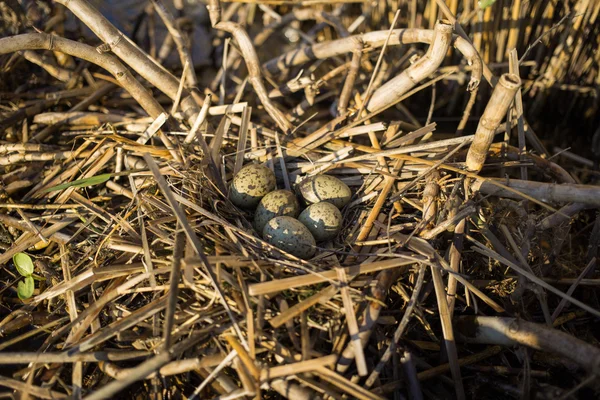 Ninho de pássaros em seu habitat natural na estação da primavera . — Fotografia de Stock