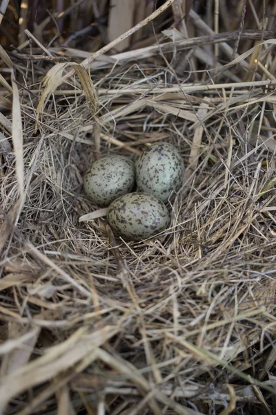 Vogelnest in zijn natuurlijke habitat in het voorjaar. — Stockfoto