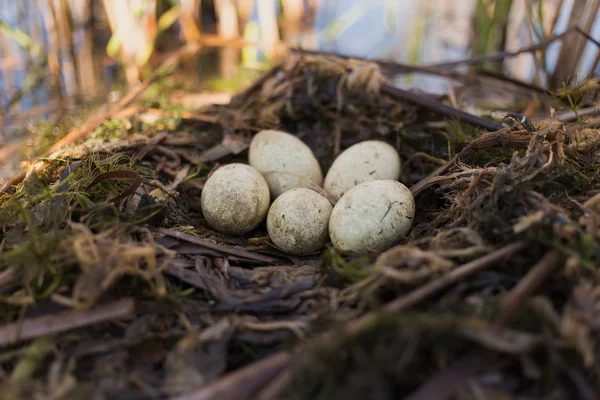 Ninho de pássaros em seu habitat natural na estação da primavera . — Fotografia de Stock