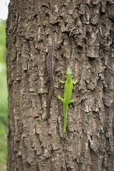 Lizard in nature sitting on a tree.