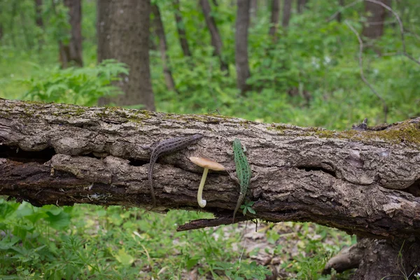 Lagarto na natureza sentado em uma árvore . — Fotografia de Stock