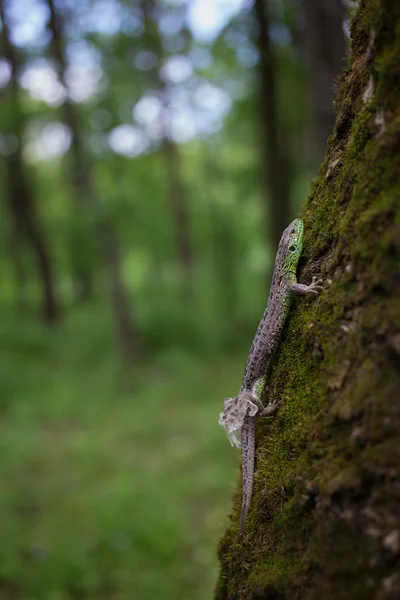 Ještěrka v přírodě sedí na stromě. — Stock fotografie