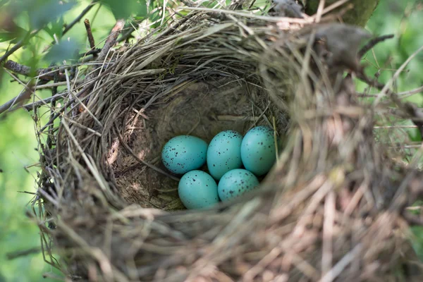 Ninho de pássaros em seu habitat natural na estação da primavera . — Fotografia de Stock