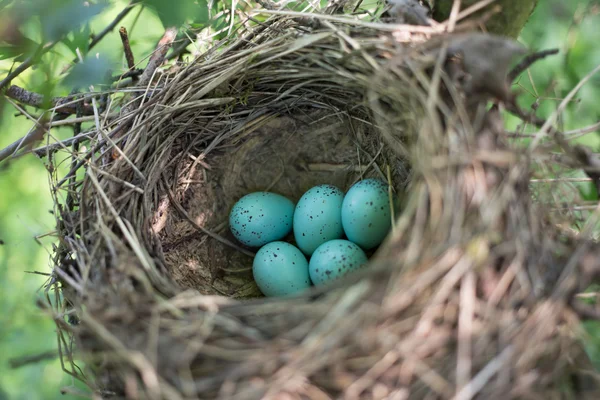 Vogelnest in seinem natürlichen Lebensraum im Frühling. — Stockfoto