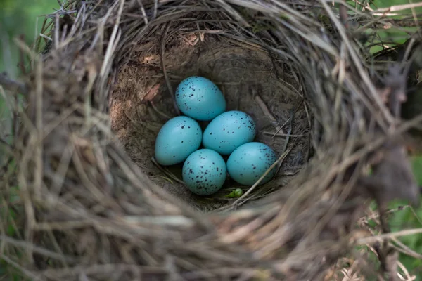 Ptačí hnízdo v jeho přirozeném prostředí v jarní sezóně. — Stock fotografie