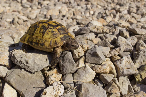 Sköldpadda på en sten i naturen på en solig dag. — Stockfoto