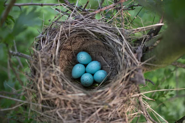 Nido di uccelli nel suo habitat naturale nella stagione primaverile . — Foto Stock