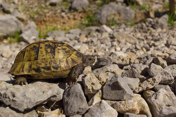 Tortuga sobre una roca en la naturaleza en un día soleado . — Foto de Stock