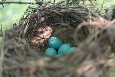 Kuş yuvası üreme sırasında doğal ortamlarında.