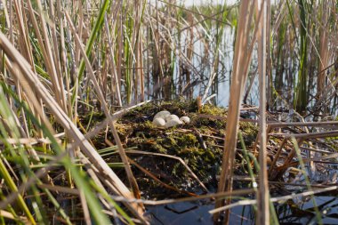 Doğal habitatları bahar sezonu kuş yuvası.