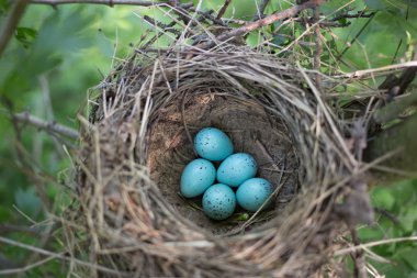 Kuş yuvası üreme sırasında doğal ortamlarında.