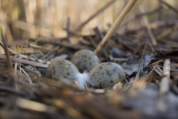 Птичье гнездо в естественной среде обитания во время размножения . — стоковое фото