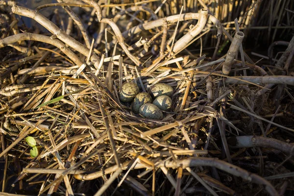 Ninho de pássaros em seu habitat natural na estação da primavera . — Fotografia de Stock