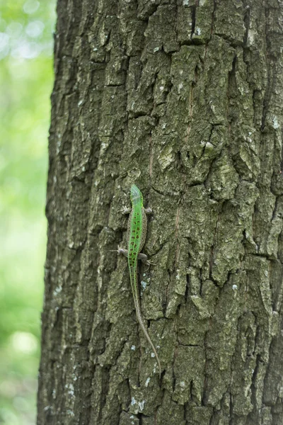 Lizard in nature sitting on a tree.