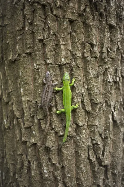 Lagarto en la naturaleza sentado en un árbol . — Foto de Stock