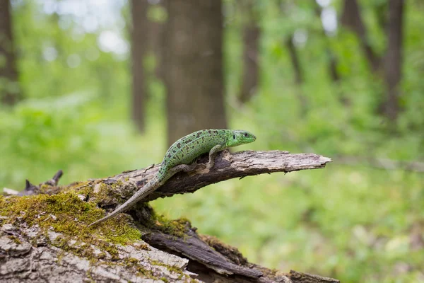 Lizard in nature sitting on a tree. — Stock Photo, Image