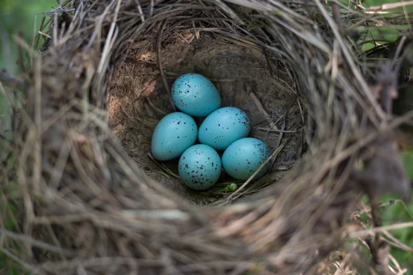 Nido di uccelli nel loro habitat naturale durante l'allevamento . — Foto Stock