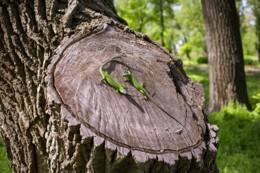 Vahşi yeşil kertenkele. 