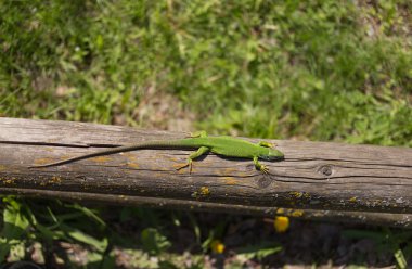Vahşi yeşil kertenkele. 