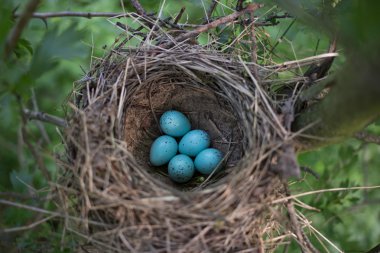 Kuş yuvası üreme sırasında doğal ortamlarında.