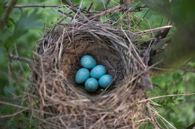 Kuş yuvası üreme sırasında doğal ortamlarında.