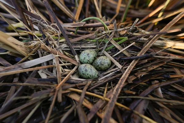 Ninho de pássaros em seu habitat natural na estação da primavera . — Fotografia de Stock