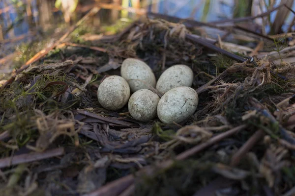 Vogelnest in seinem natürlichen Lebensraum im Frühling. — Stockfoto