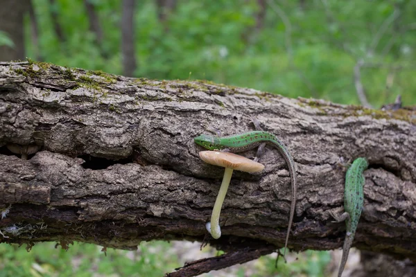 Lagarto verde na natureza na época de acasalamento . — Fotografia de Stock