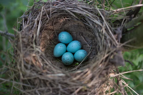 Nid d'oiseau dans leur habitat naturel pendant la reproduction . — Photo