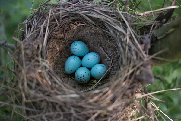 Vogelnest in ihrem natürlichen Lebensraum während der Brutzeit. — Stockfoto