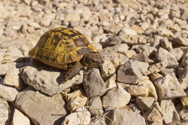 Vahşi bir kayaya güneşli bir günde turtle. 