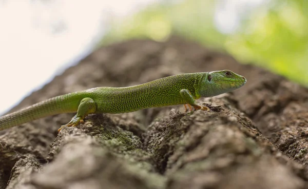Green lizard in the wild. — Stock Photo, Image
