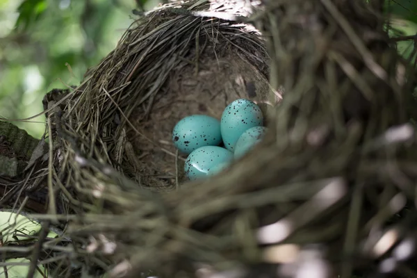 Vogelnest. — Stockfoto