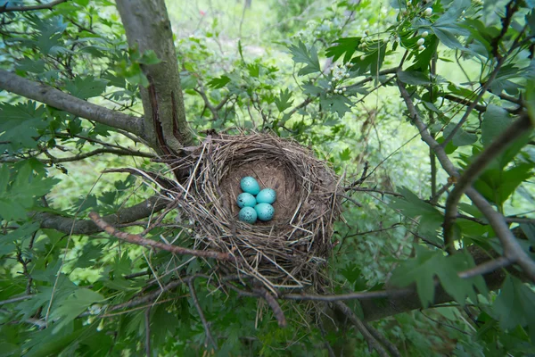 Vogelnest. — Stockfoto