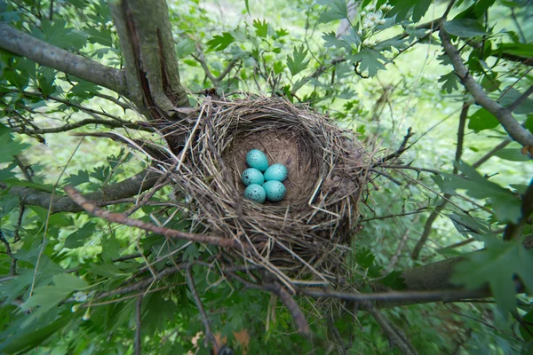 Ptačí hnízdo. — Stock fotografie