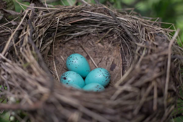 Bird's nest. — Stock Photo, Image