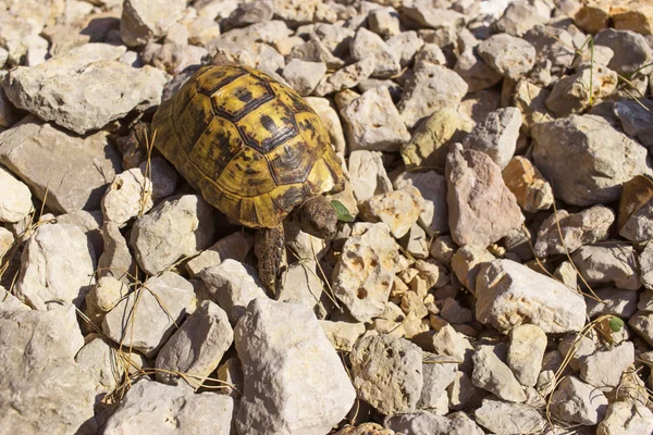 Sköldpadda på en sten i naturen på en solig dag. — Stockfoto