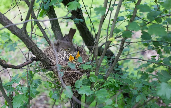 Vogelnest. — Stockfoto